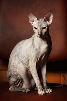 Sphynx Cat on a brown background