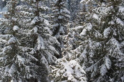 Winter pine covered with fresh snow in the Montafon skiing region