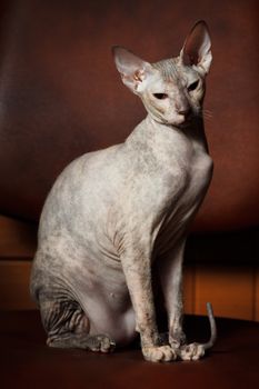 Sphynx Cat on a brown background