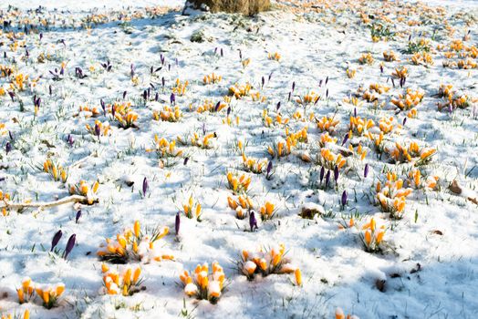 First crocus flowers blooming through the melting snow in the early spring