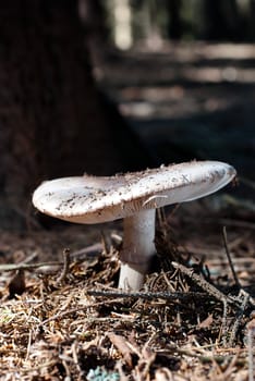 mushroom