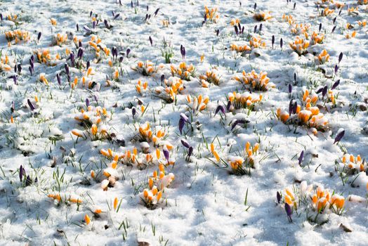 First crocus flowers blooming through the melting snow in the early spring