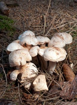 toadstools