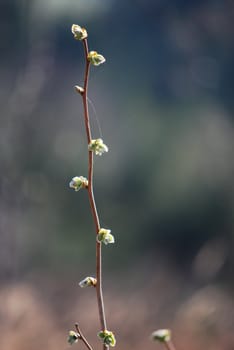 little tree in the spring