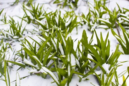green grass in the snow