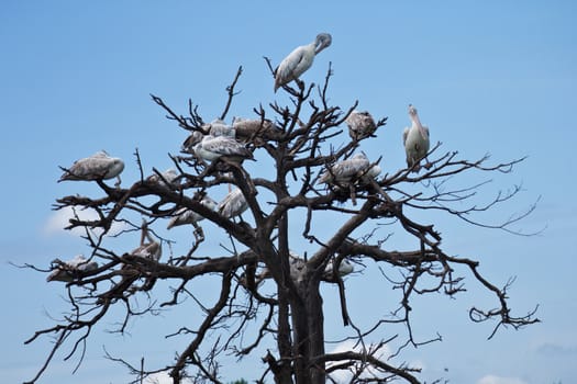Brown pelican standing on a tree in a crowd