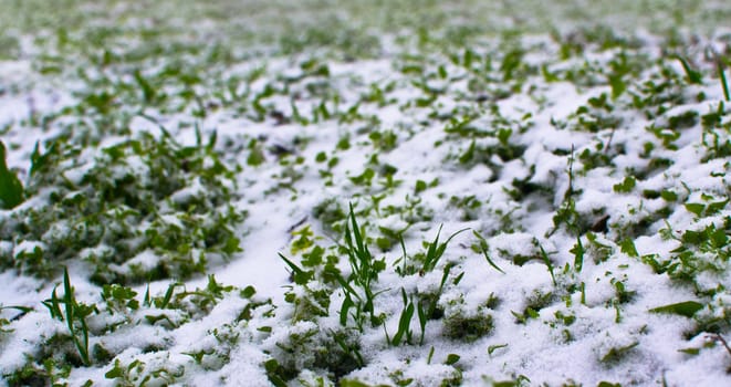 green grass in the snow