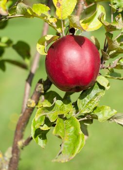 Red apple growing on tree. Shallow DOF