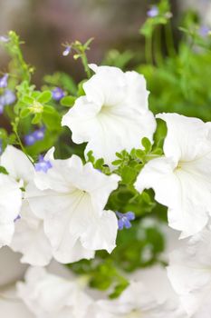 petunia flowers