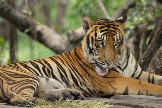 Portrait of a Royal Bengal tiger alert and staring at the camera