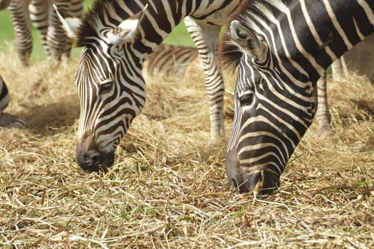 Zebra herd was eating grass in dry and comfortable.