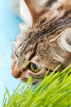 cat eating the grass