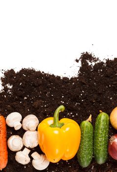 vegetables on the soil