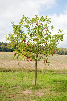 Apple tree is full of red ripe apples. Many of the fruits are lying under the tree already.