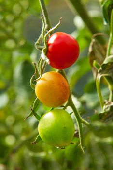 Natural "traffic lights". Branch with three tomatoes. One is ripe already, the second is ripening and the third is still unripe