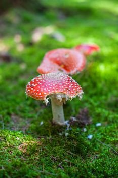 Beautiful red cap of amanita mushroom in the forest