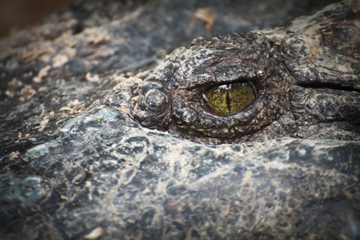 Crocodile meat eating animals are fierce and scary eyes