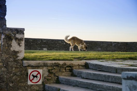 Dog forbiden area with trespassing dog.