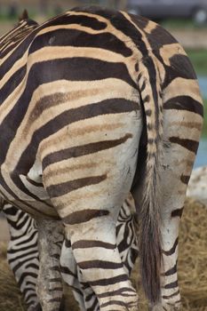 A zebra head and shoulders from the side with soft background