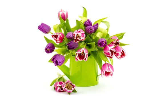 colourful tulips in watering-can