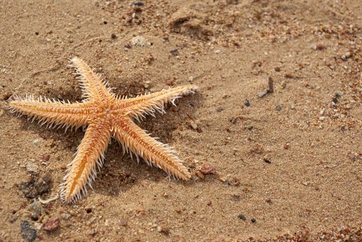 starfish on the beach under the sun