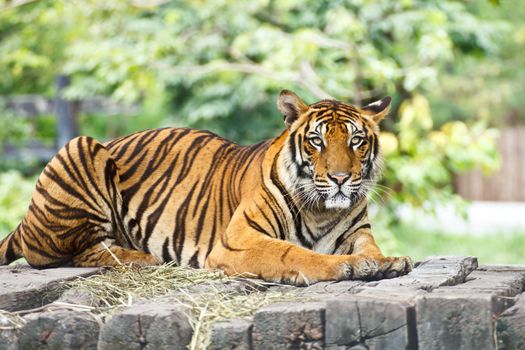 Portrait of a Royal Bengal tiger alert and staring at the camera
