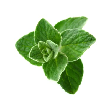 thyme herb isolated on white background .
