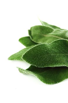 Fresh sage leaves isolated on white background