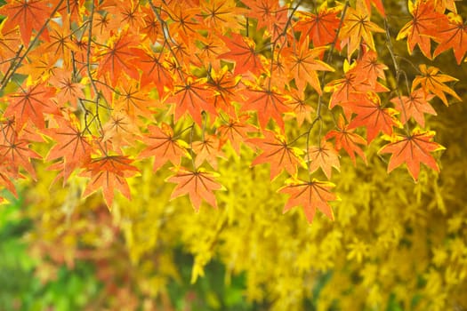 Orange and yellow maple leaves as a beautiful backdrop