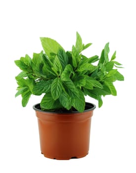 fresh mint plant in pot on a white background