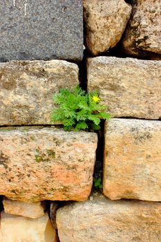 small green plant grow up inside old stone wall, hope concept