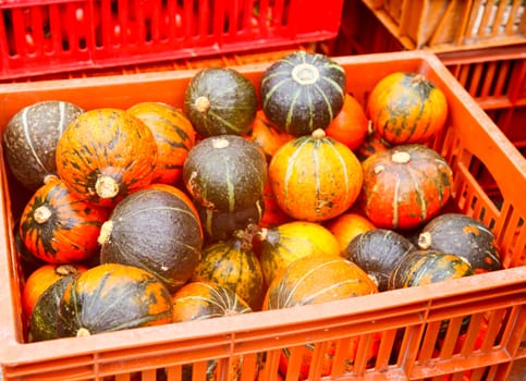 Harvested red and green pumpkins in container for sale in Taiwan