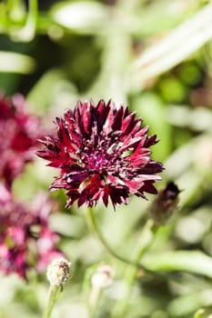 black cornflower