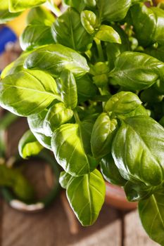 basil in the pot 