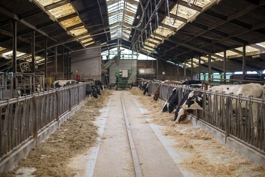 cow inside farmers place in holland