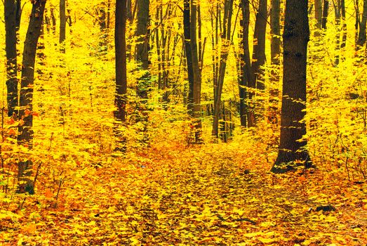 autumn forest  background in a sunny day