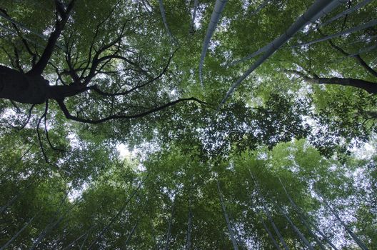 Background of green japanese bamboo forest seen from below with another tree in between