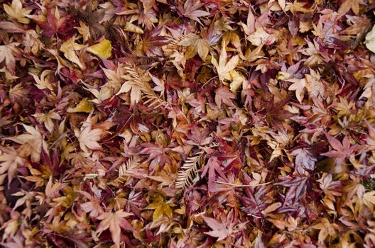 Background of japanese maple leaves in autumn on the forest floor