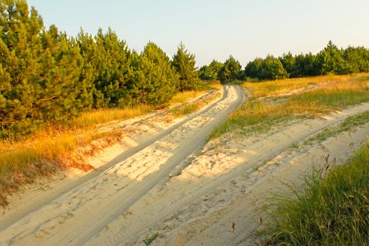 Fork road on sandy soil among young pine forest in beams of setting sun. Kinburn Spit near Ochakiv, Ukraine