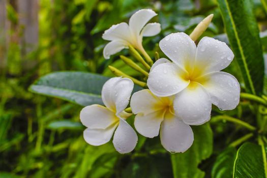 White Frangipani flower