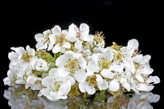 Cherry blossom on a black background