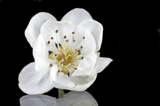 Cherry blossom on a black background