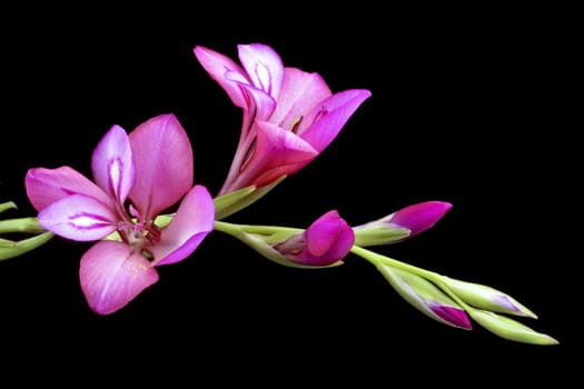 Pink lily on a black background