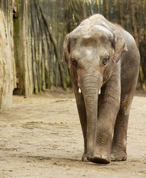 Adult Elephant walking towards camera with wood wall in background