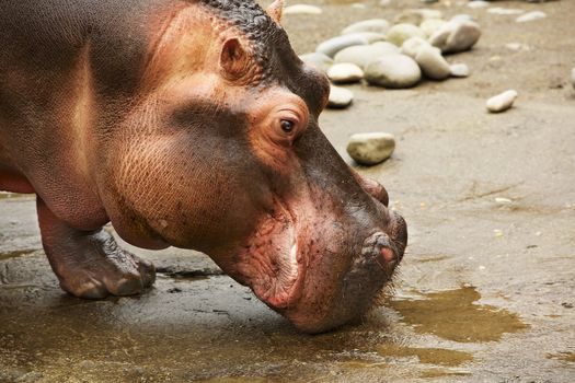 Close up profile of the huge head of a hippopotamus