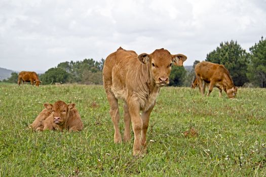 New born calves in the meadow in springtime