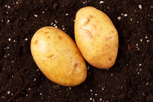 potatoes on the soil