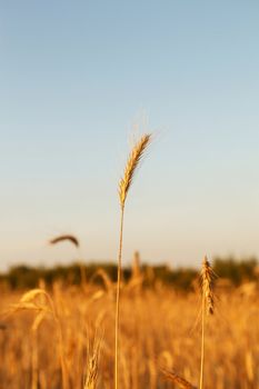 cereal plant 