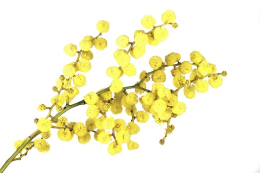 Blossoming mimosa on a white background