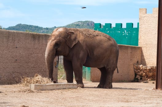 Shot of big elephant near pink building